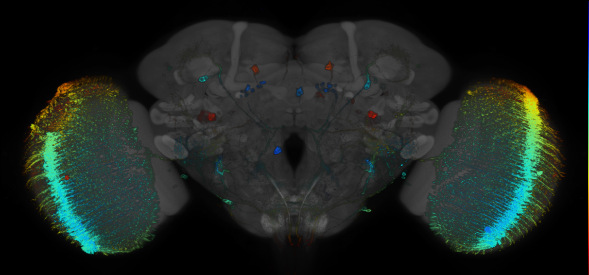 P{GMR29F12-GAL4} expression pattern