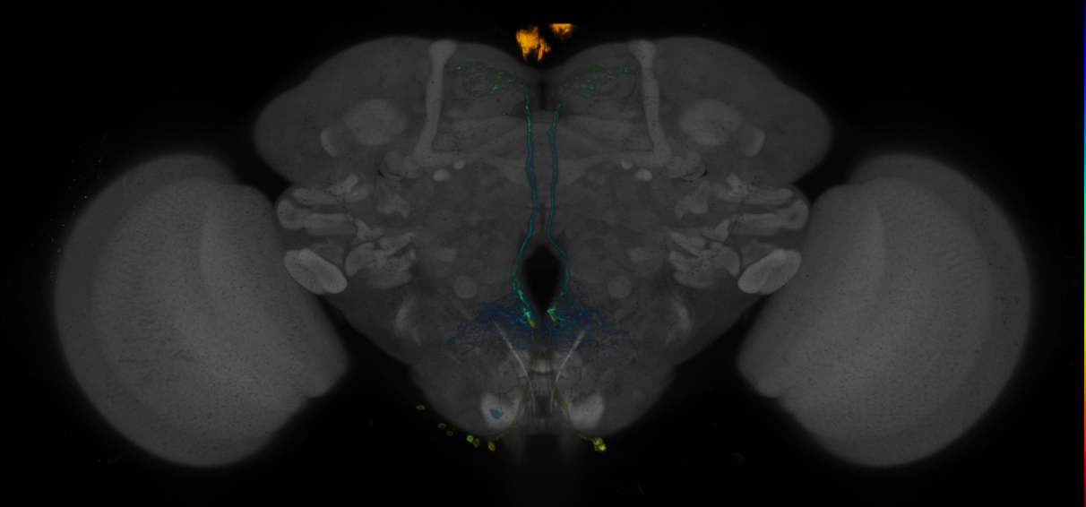 JRC_R88F08 GAL4 in the adult brain