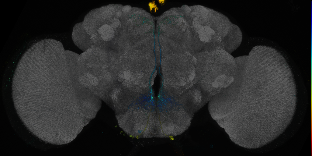 JRC_R88F08 GAL4 in the adult brain