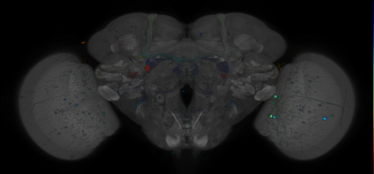 JRC_R85C11 GAL4 in the adult brain
