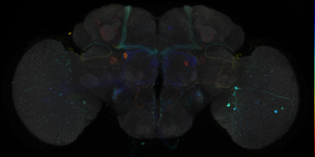 JRC_R85C11 GAL4 in the adult brain
