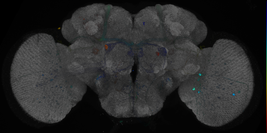 JRC_R85C11 GAL4 in the adult brain