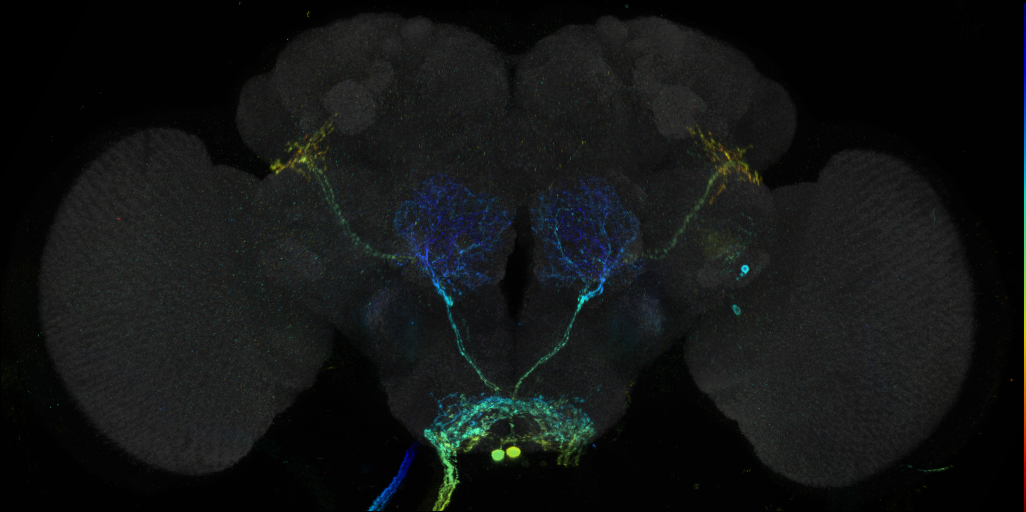 JRC_R75B02 GAL4 in the adult brain