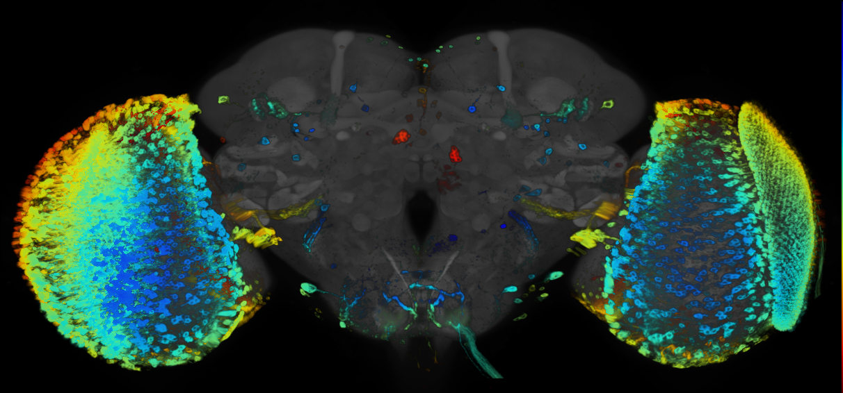 P{GMR38A02-GAL4} expression pattern