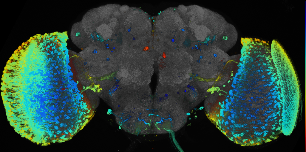 P{GMR38A02-GAL4} expression pattern