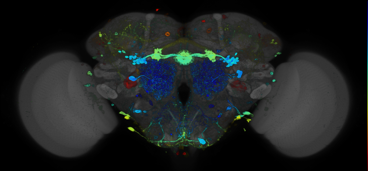 JRC_R47G10 GAL4 in the adult brain