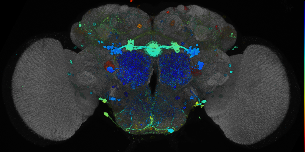 JRC_R47G10 GAL4 in the adult brain
