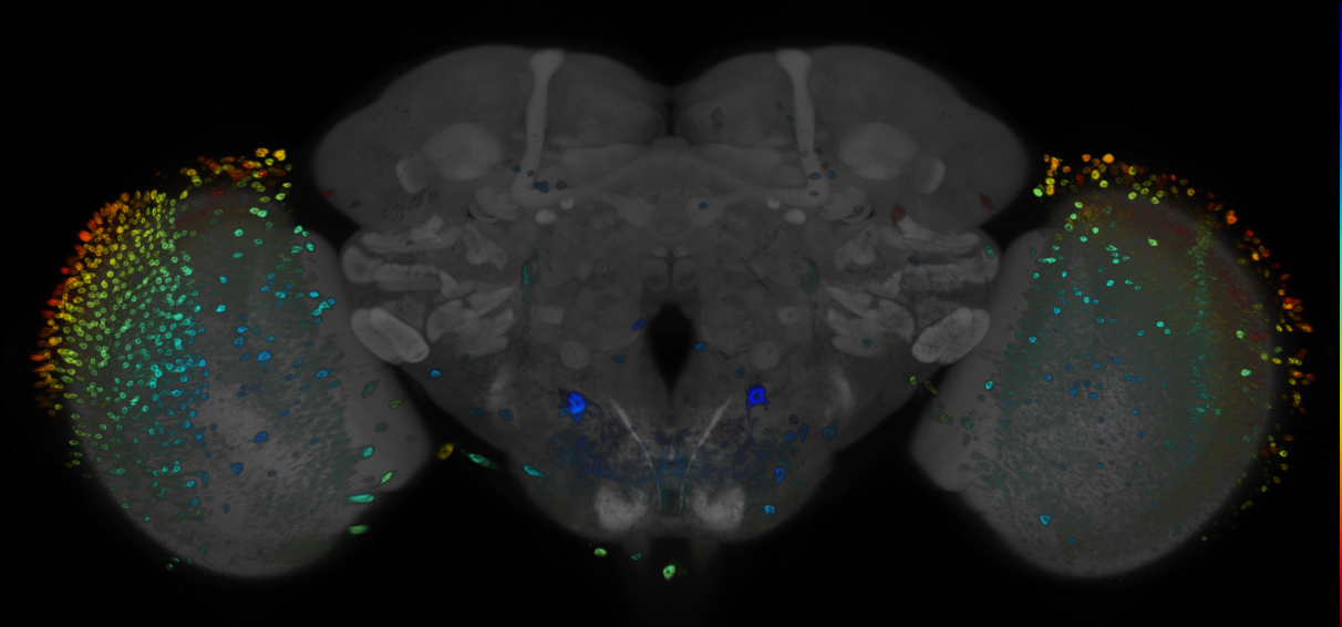 JRC_R78F08 GAL4 in the adult brain