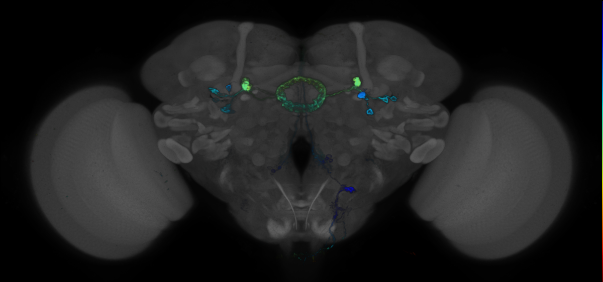 P{GMR40D05-GAL4} expression pattern