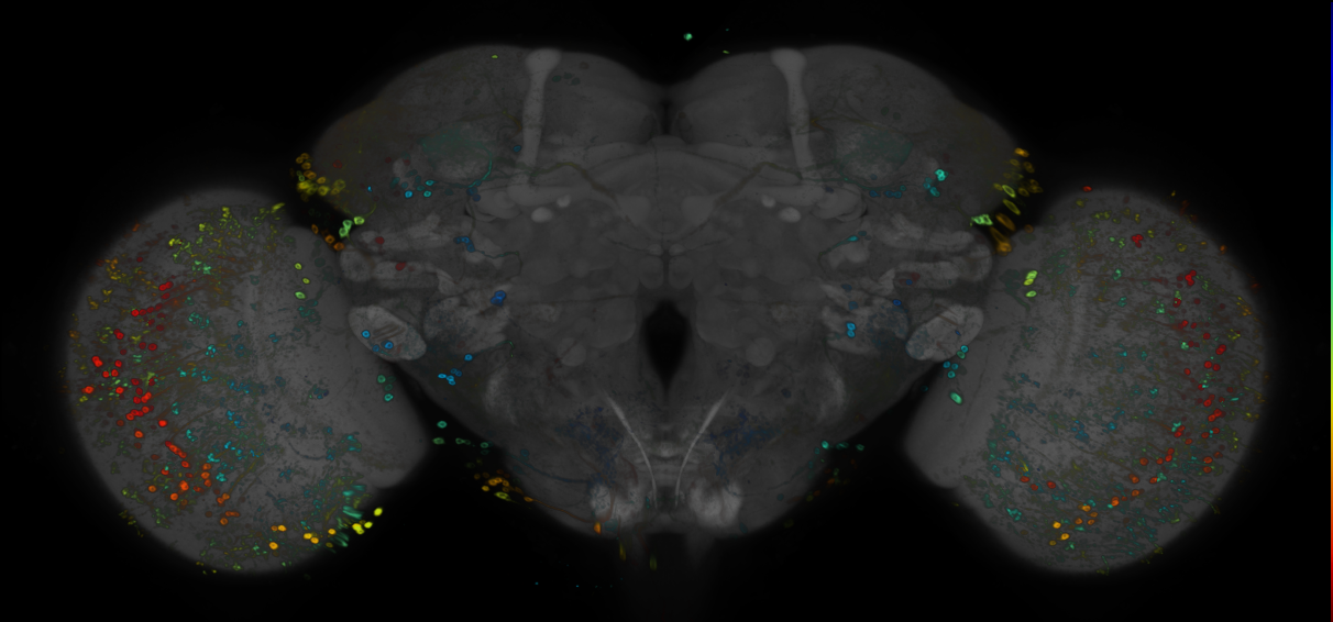 P{GMR15H01-GAL4} expression pattern