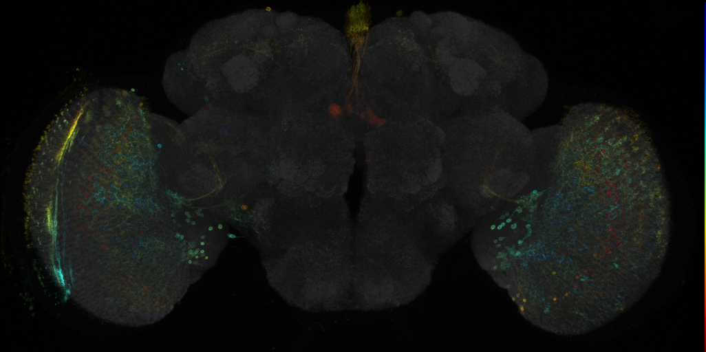 JRC_R44B06 GAL4 in the adult brain