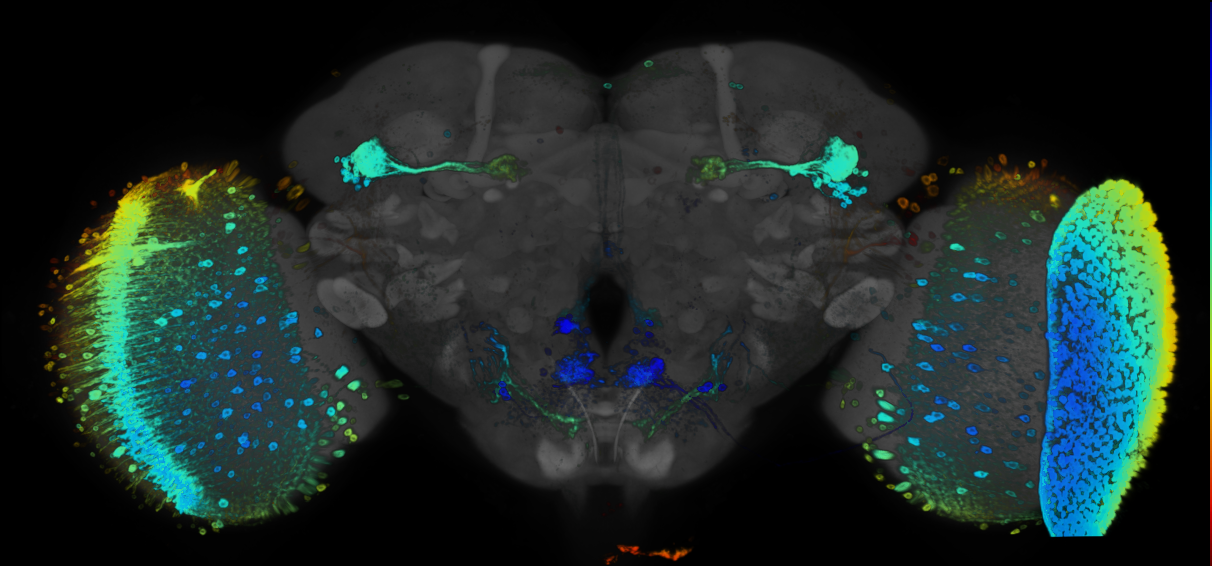 JRC_R53G02 GAL4 in the adult brain