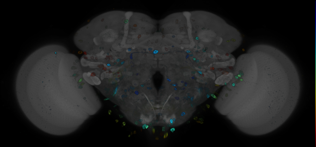 P{GMR60H01-GAL4} expression pattern
