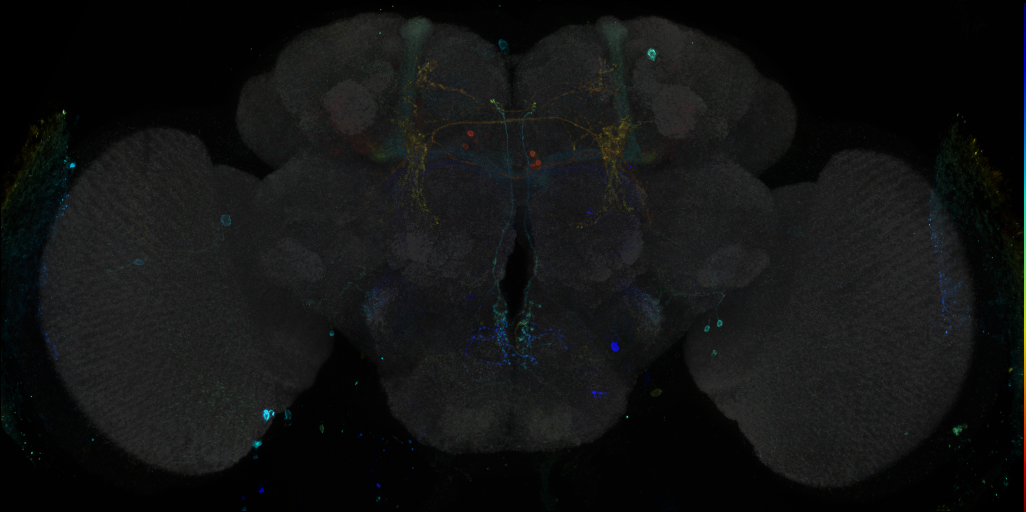 JRC_R82A01 GAL4 in the adult brain