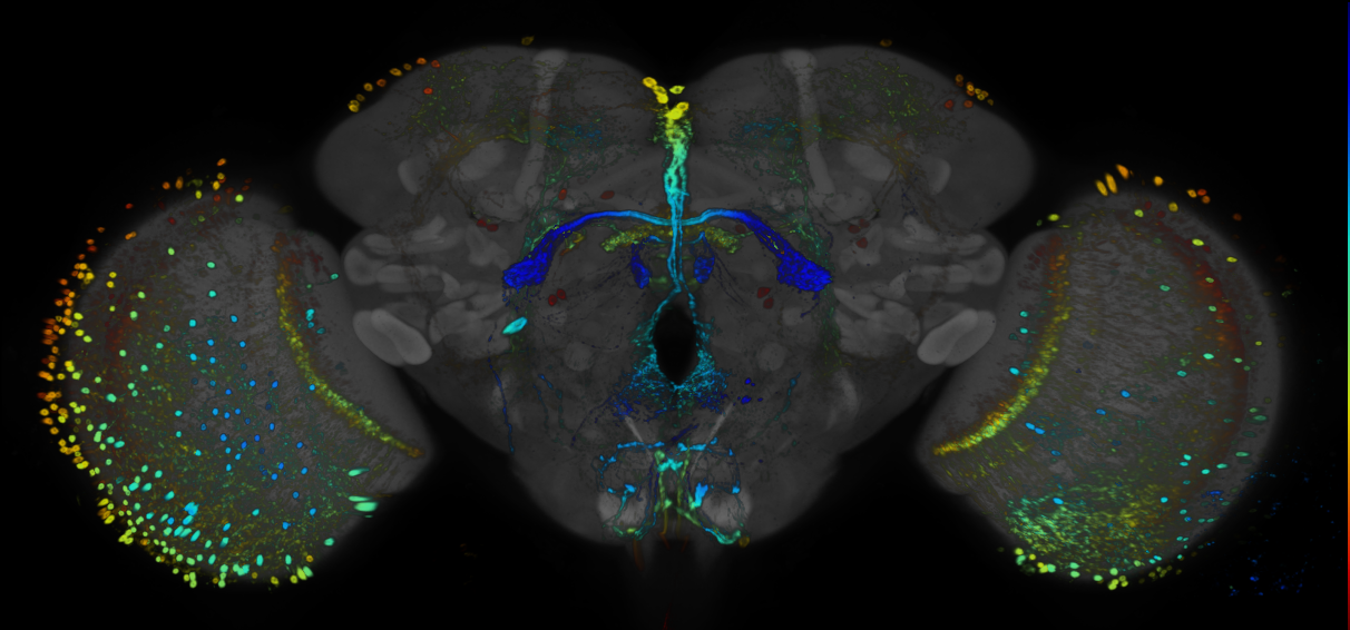 P{GMR86D02-GAL4} expression pattern
