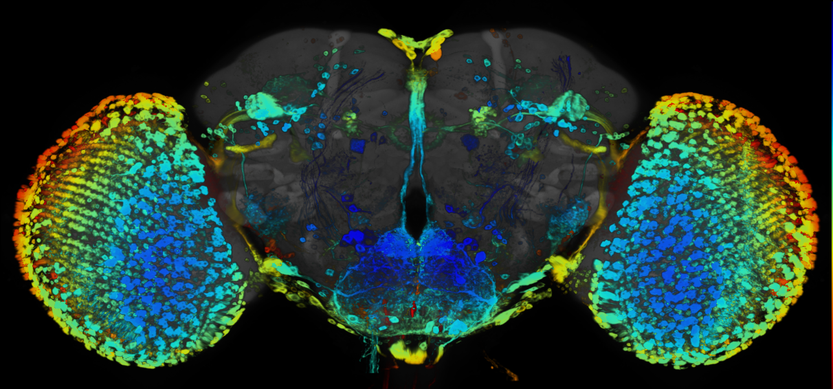P{GMR58H04-GAL4} expression pattern