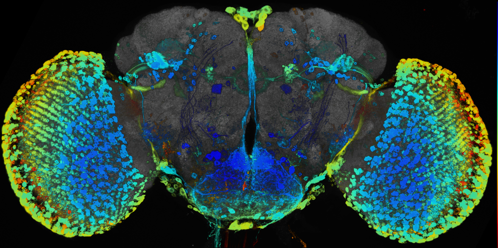 P{GMR58H04-GAL4} expression pattern