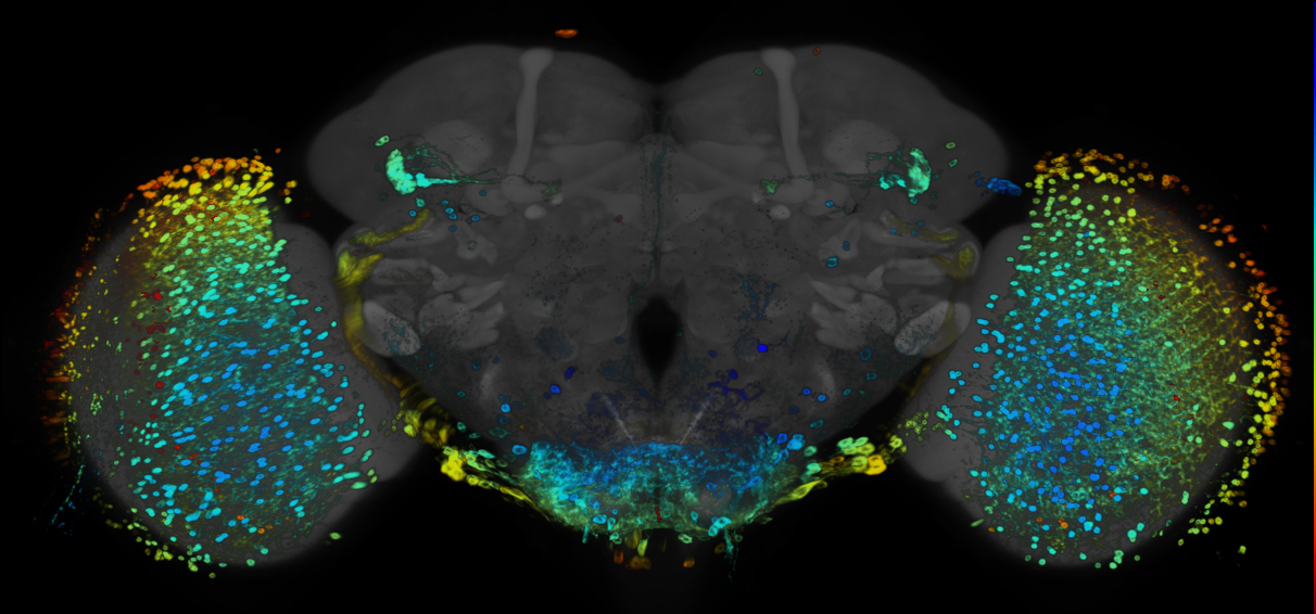 P{GMR32B04-GAL4} expression pattern