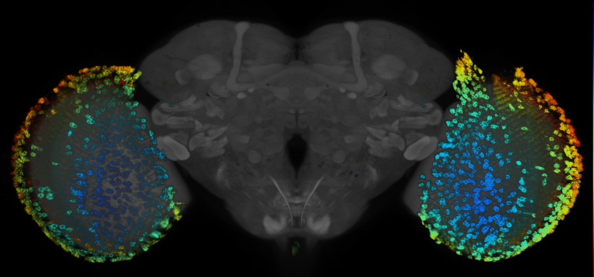 JRC_R54B06 GAL4 in the adult brain
