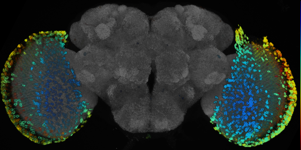 JRC_R54B06 GAL4 in the adult brain