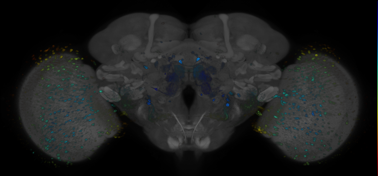 P{GMR53F10-GAL4} expression pattern