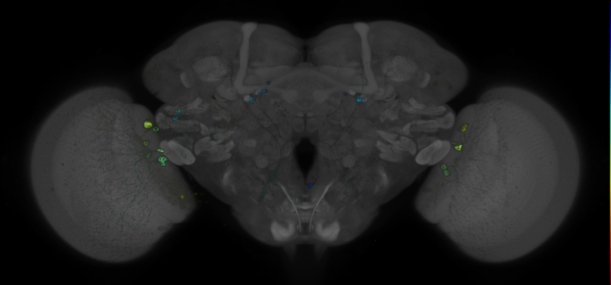 P{GMR52F01-GAL4} expression pattern