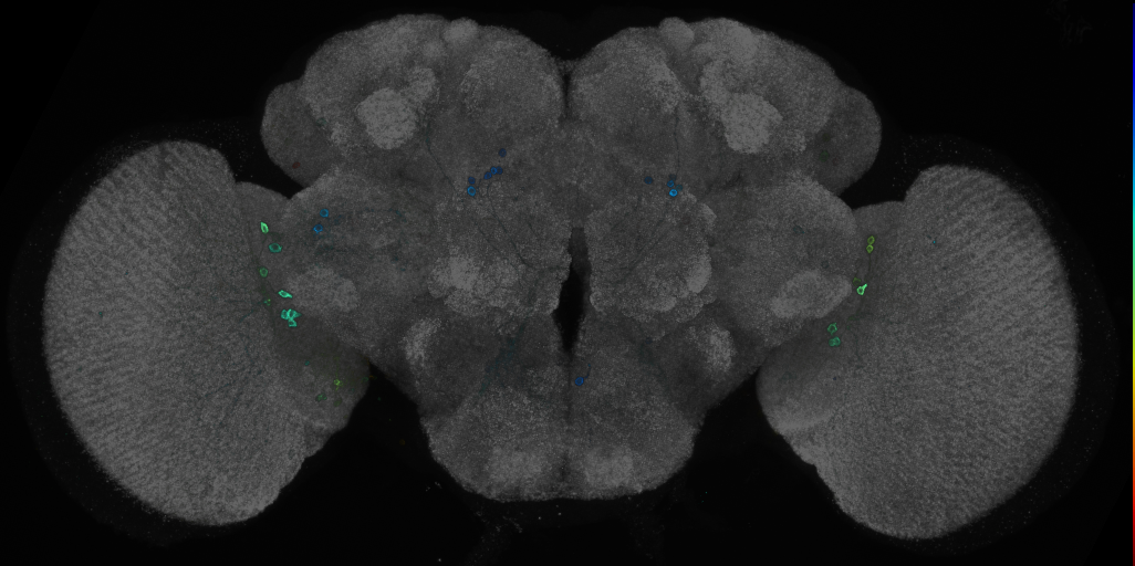 P{GMR52F01-GAL4} expression pattern