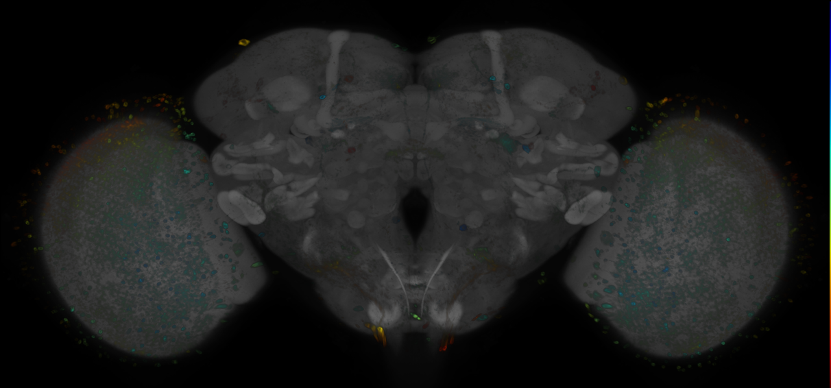 JRC_R77C11 GAL4 in the adult brain
