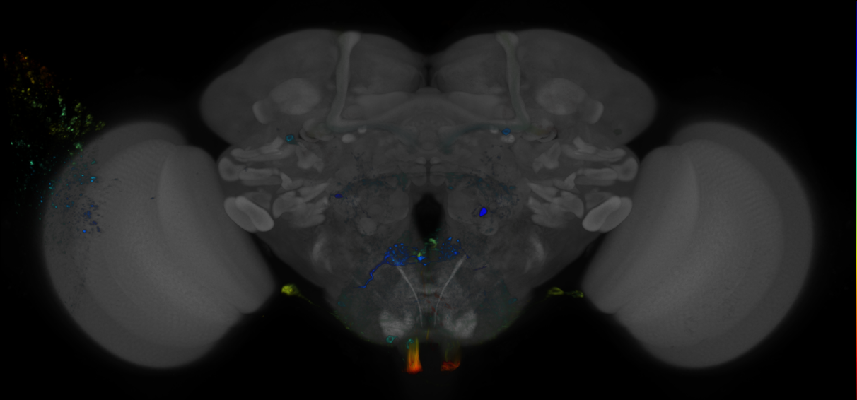 P{GMR54G03-GAL4} expression pattern