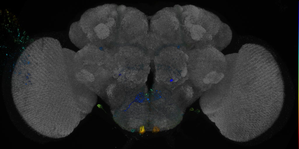 P{GMR54G03-GAL4} expression pattern