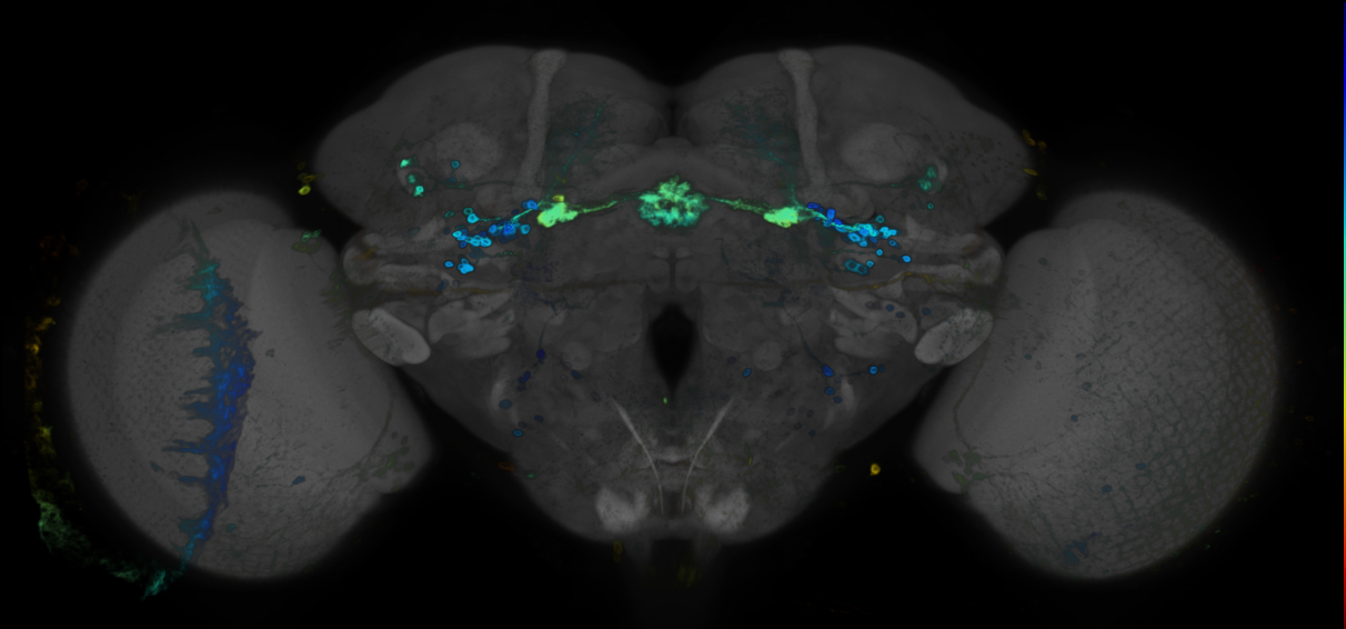 JRC_R28D01 GAL4 in the adult brain
