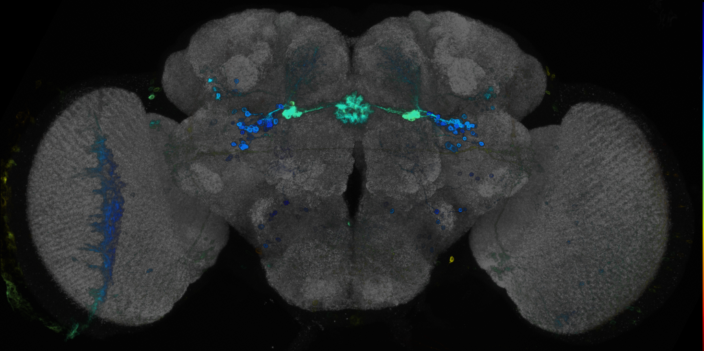 JRC_R28D01 GAL4 in the adult brain