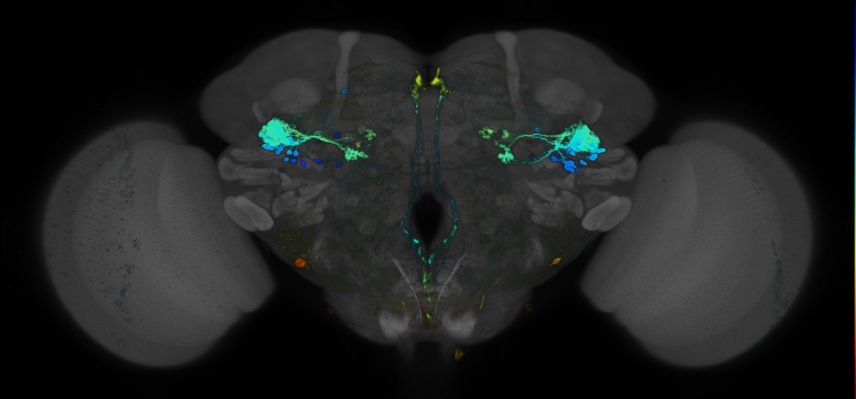P{GMR82B03-GAL4} expression pattern