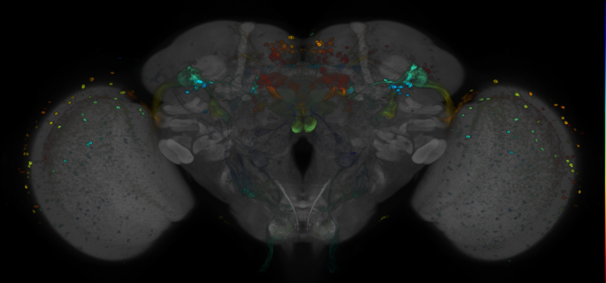 JRC_R46E08 GAL4 in the adult brain
