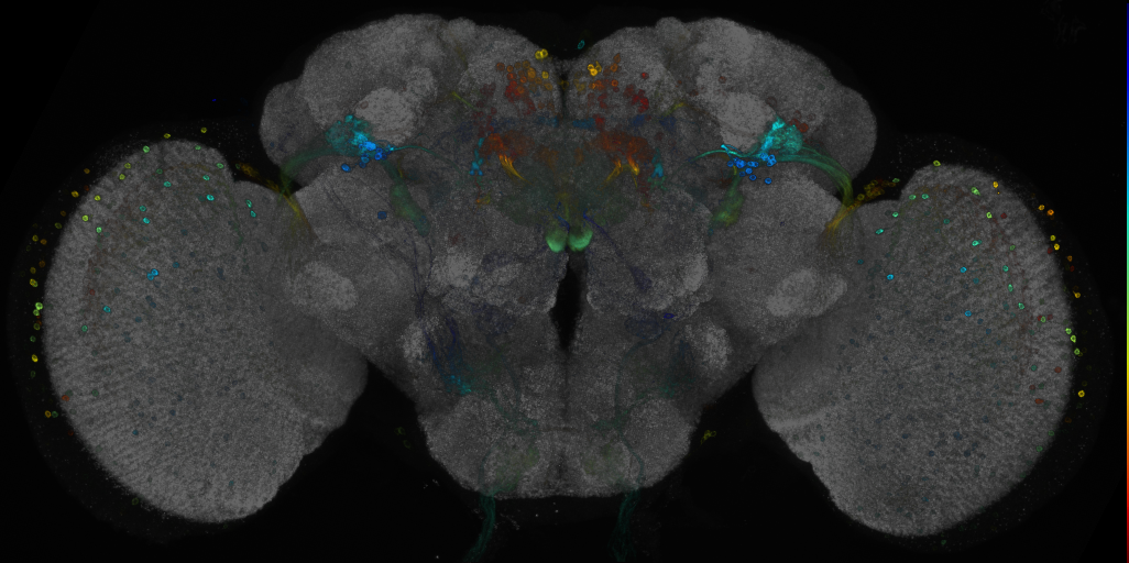 JRC_R46E08 GAL4 in the adult brain