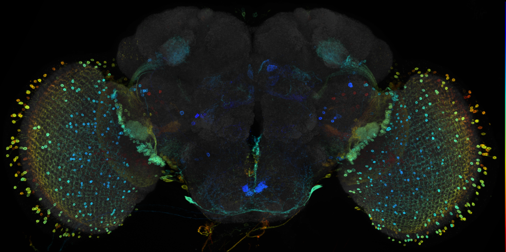 JRC_R82C05 GAL4 in the adult brain