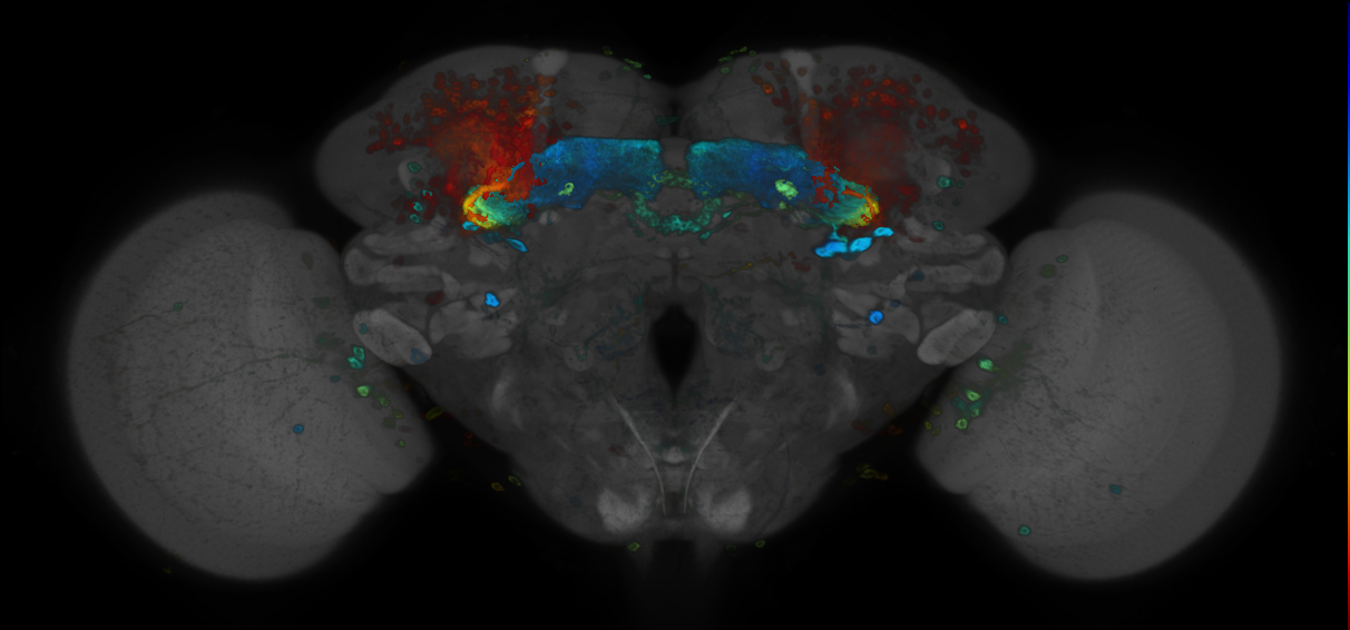 P{GMR12F03-GAL4} expression pattern