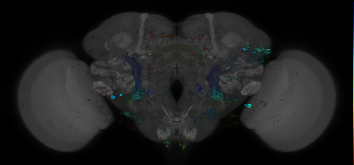 JRC_R25C02 GAL4 in the adult brain