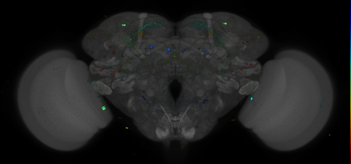 JRC_R91F05 GAL4 in the adult brain