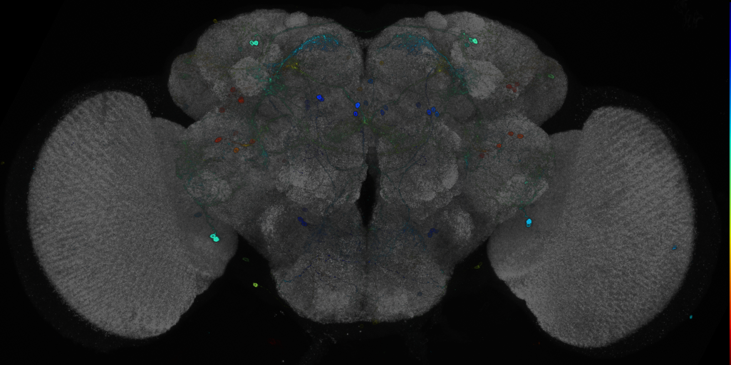 JRC_R91F05 GAL4 in the adult brain