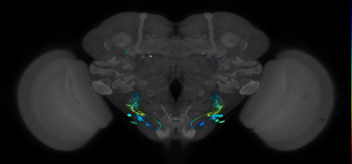 P{GMR55C02-GAL4} expression pattern