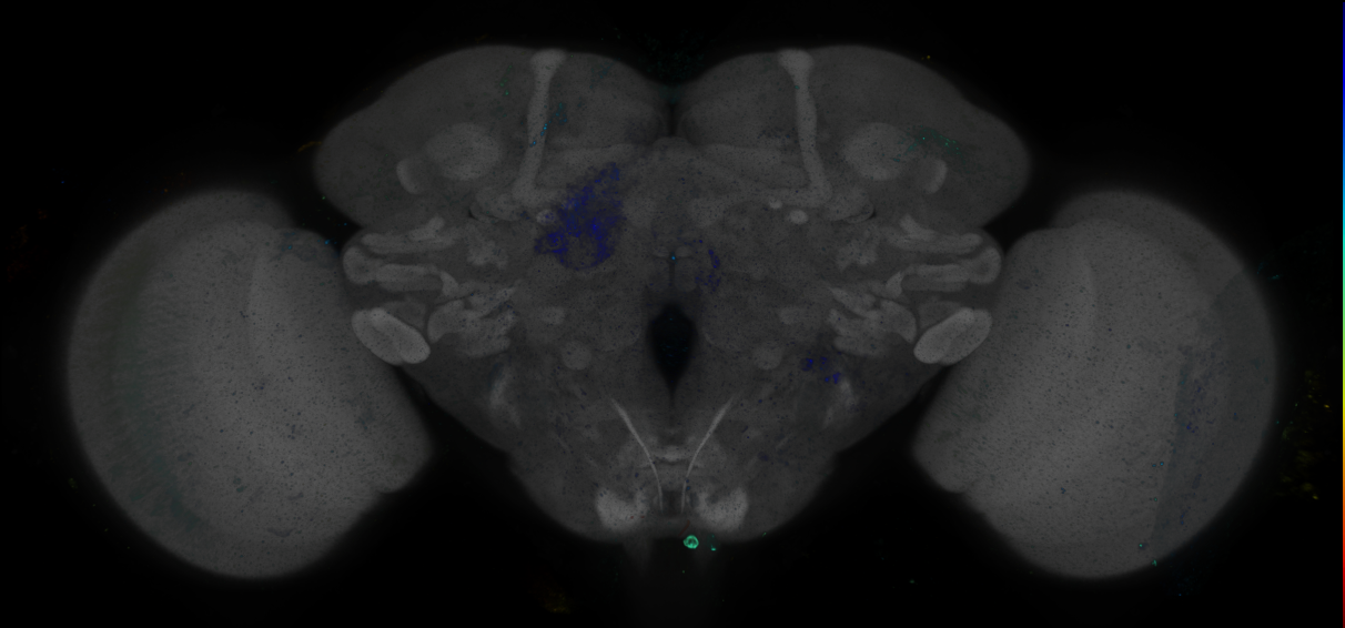 P{GMR86F03-GAL4} expression pattern