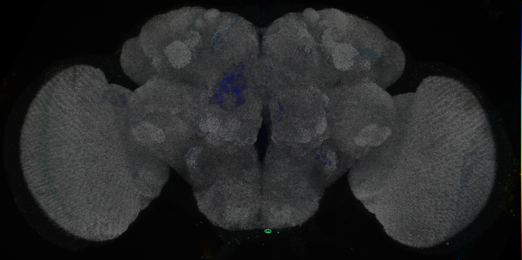 P{GMR86F03-GAL4} expression pattern