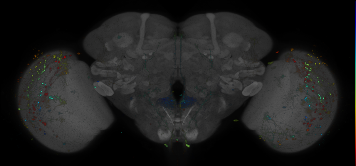 P{GMR85H10-GAL4} expression pattern