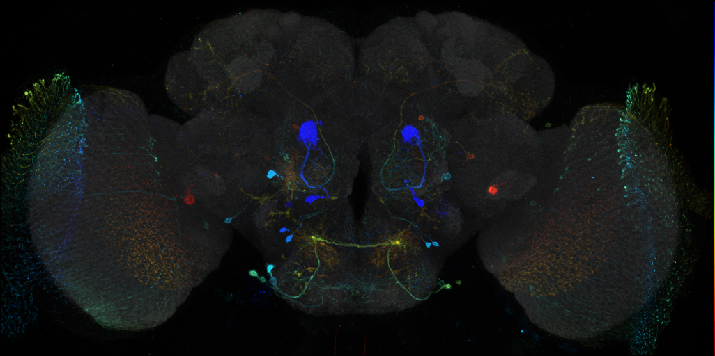 JRC_R71B05 GAL4 in the adult brain