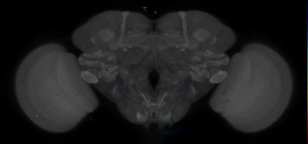 P{GMR73H07-GAL4} expression pattern