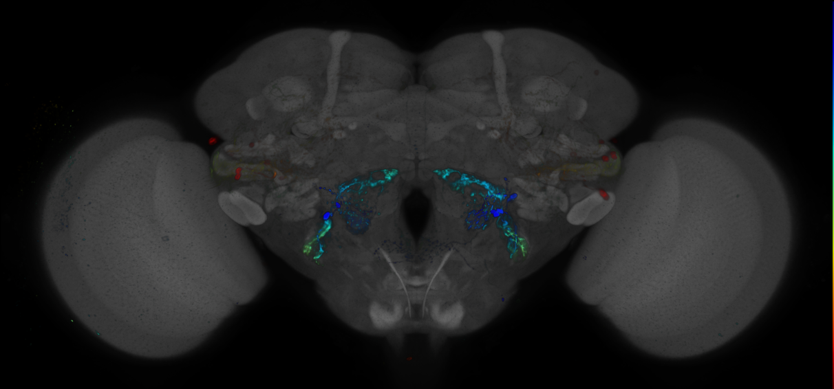 P{GMR94B01-GAL4} expression pattern