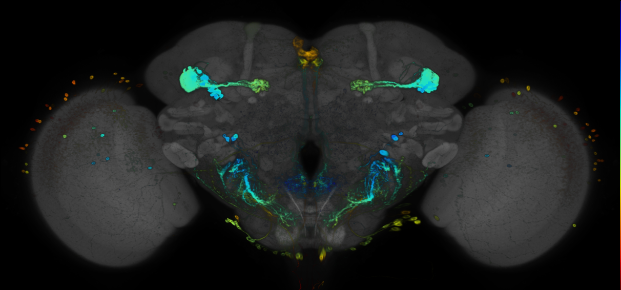 JRC_R70H02 GAL4 in the adult brain