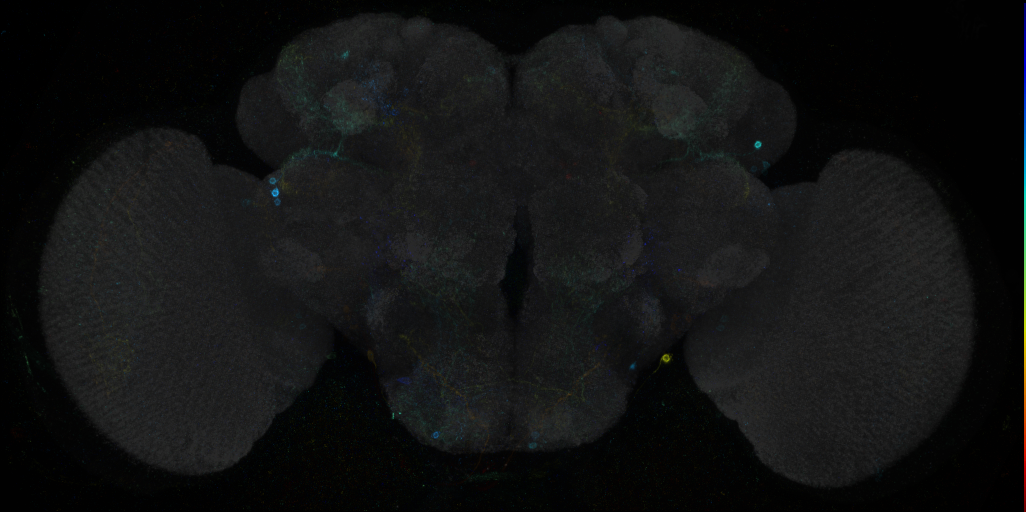 JRC_R92A06 GAL4 in the adult brain