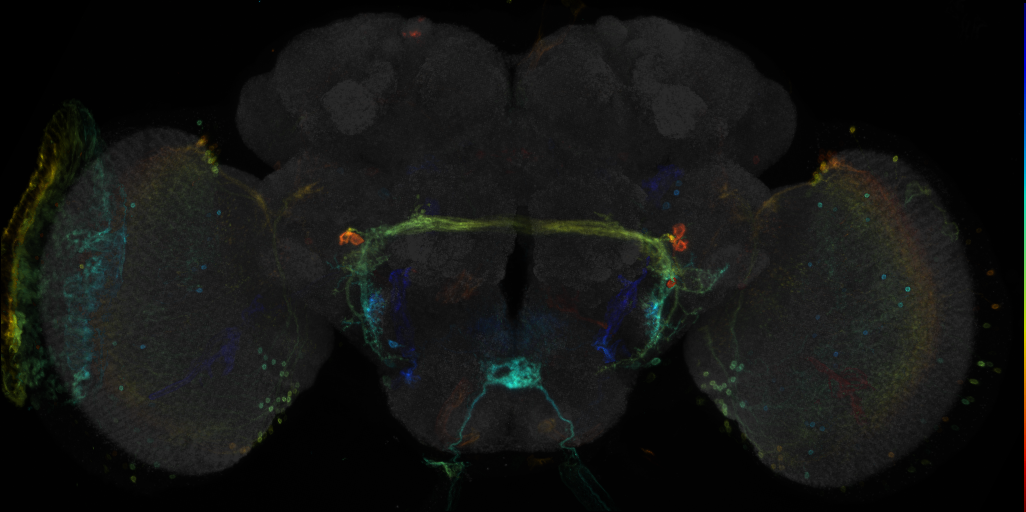 JRC_R64A02 GAL4 in the adult brain